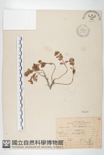 穗花佛甲草藏品圖，第1張