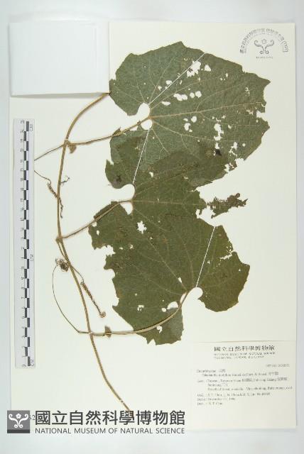 青牛膽藏品圖，第1張