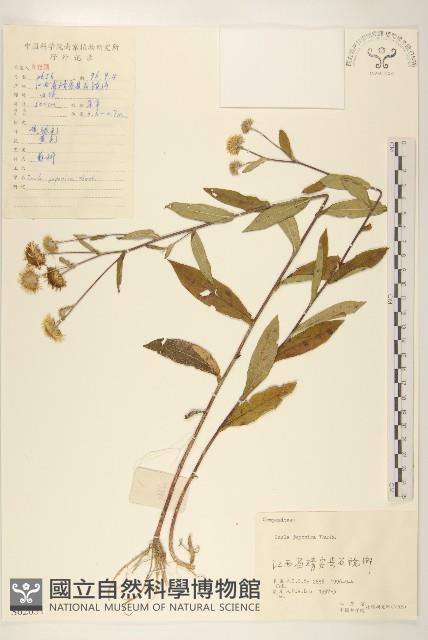 旋覆花藏品圖，第1張