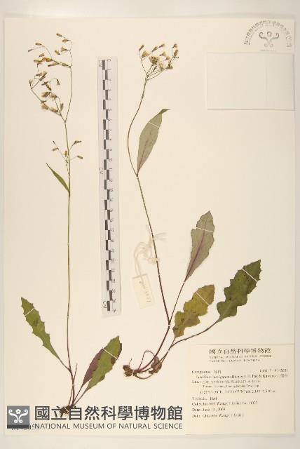 刀傷草藏品圖，第1張