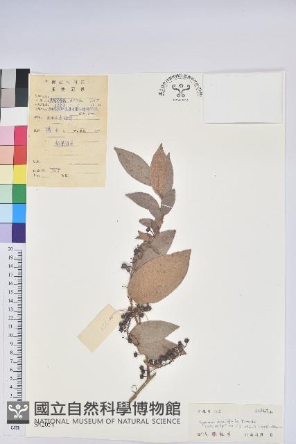 Accession Number:S042051 Collection Image