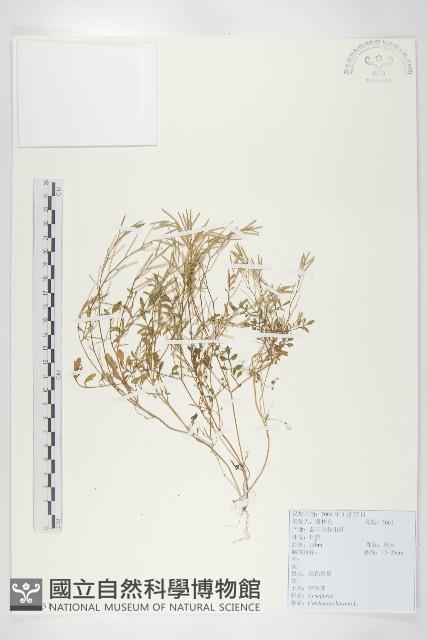 碎米薺藏品圖，第1張
