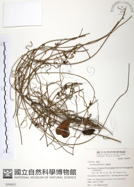 無根草藏品圖，第1張
