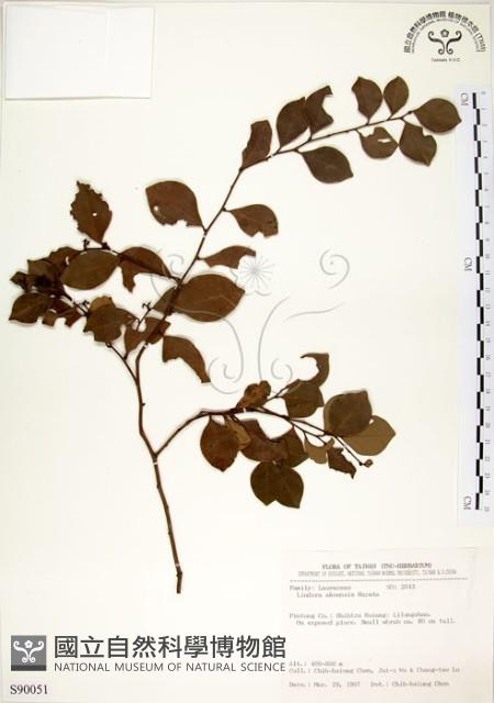 內苳子藏品圖，第1張