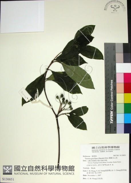 薄葉玉心花藏品圖，第1張