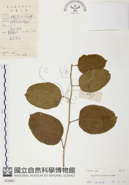 西番蓮、百香果藏品圖，第1張