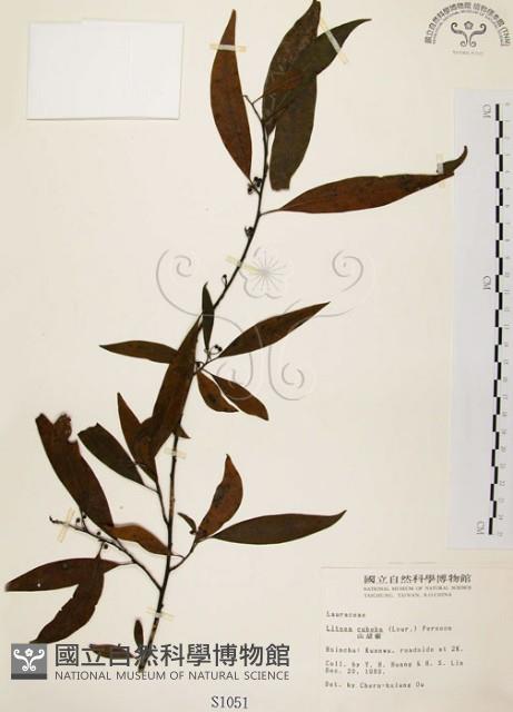 山胡椒藏品圖，第1張