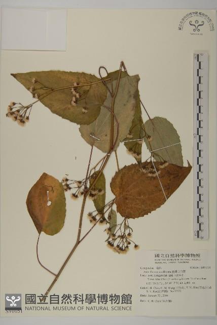 臺灣山白蘭藏品圖，第1張