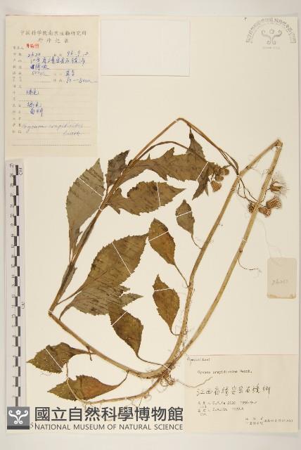 野茼蒿藏品圖，第1張