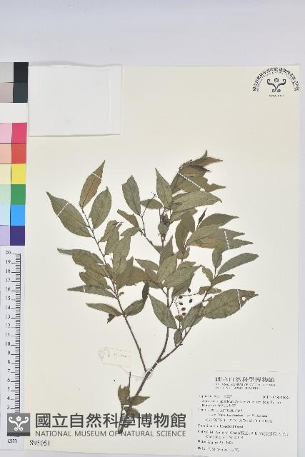 密花五月茶藏品圖，第1張