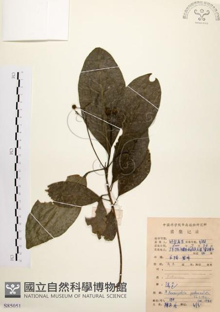 降真香藏品圖，第1張