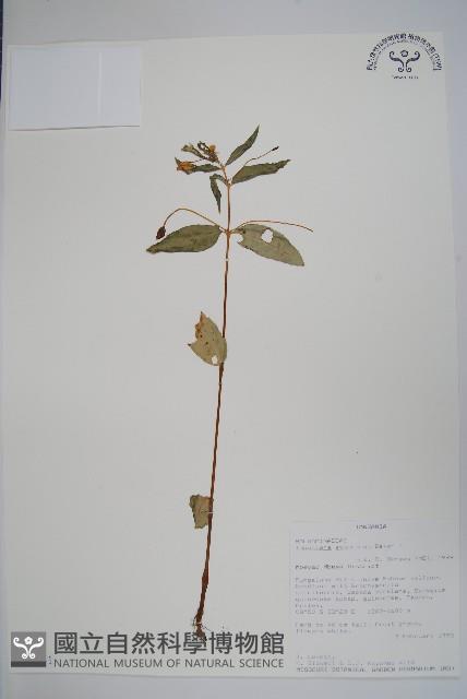 登錄號:S094051藏品圖，第1張