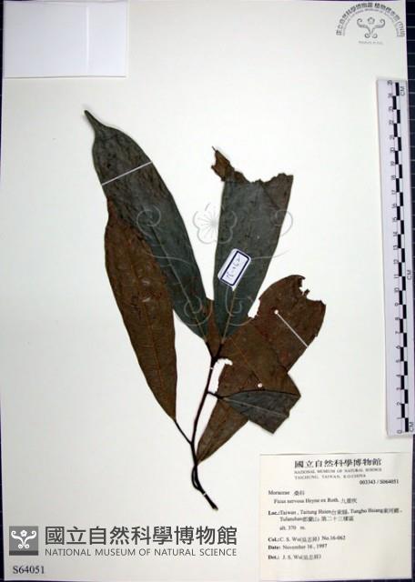 九重吹、九丁樹、脈葉榕、大葉九重吹藏品圖，第1張