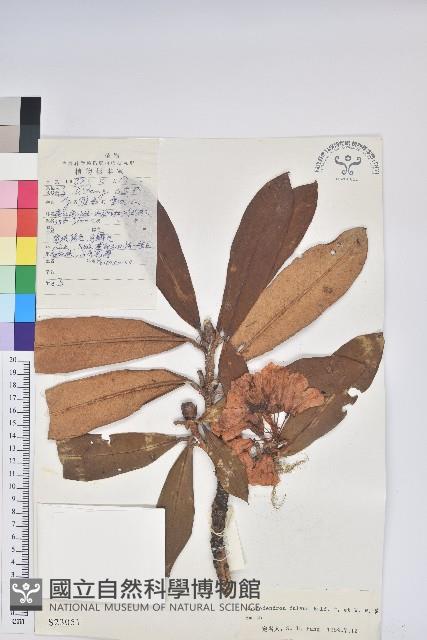 鐮果杜鵑藏品圖，第1張