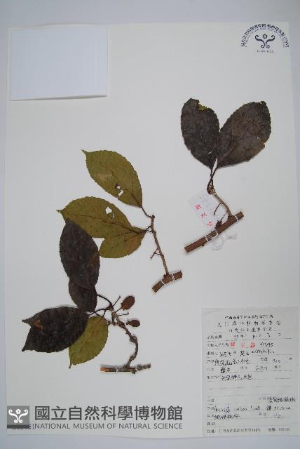 硬齒獼猴桃藏品圖，第1張