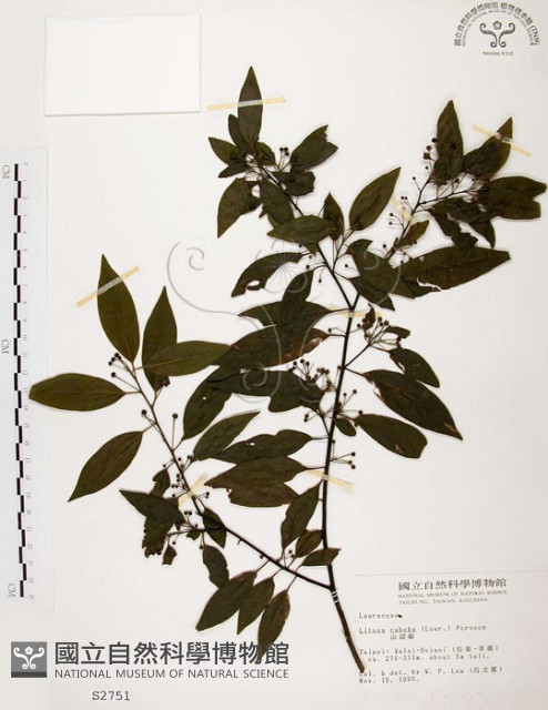 山胡椒藏品圖，第1張