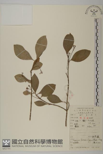 扶芳藤藏品圖，第1張