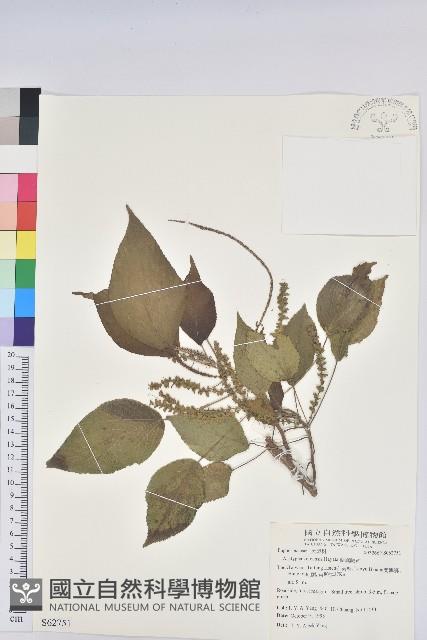 紅頭鐵莧、蘭嶼鐵莧藏品圖，第1張