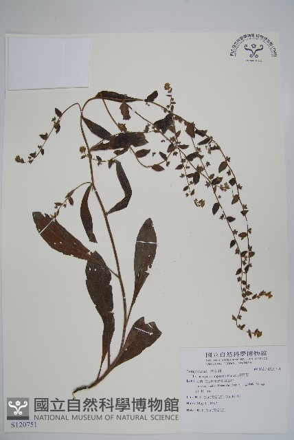 盾果草藏品圖，第1張