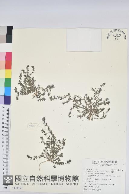 伏生大戟藏品圖，第1張