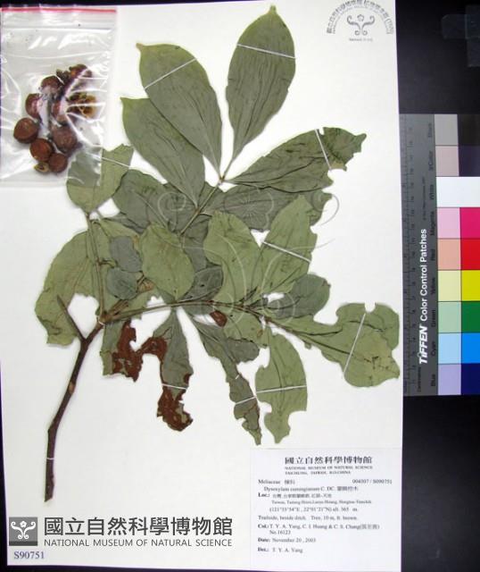 蘭嶼椌木藏品圖，第1張