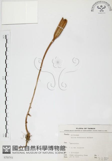 臺灣百合藏品圖，第1張