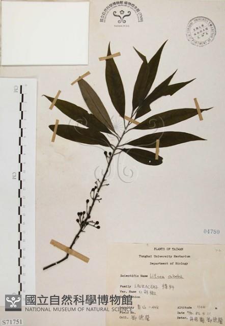 山胡椒藏品圖，第1張