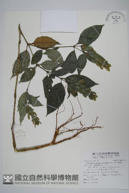 直立半插花藏品圖，第1張