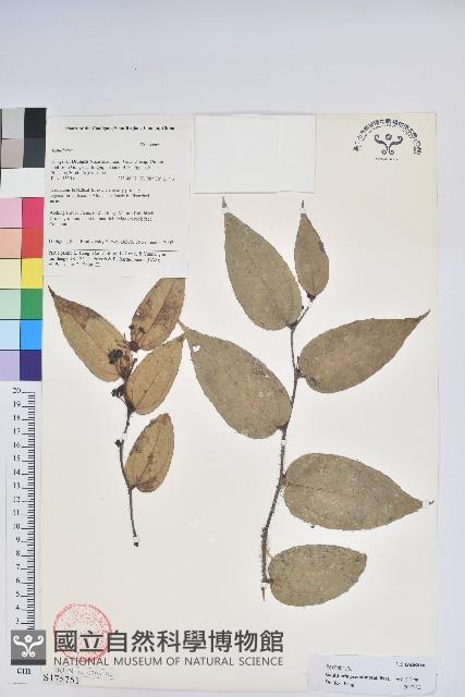 假短穗白珠藏品圖，第1張