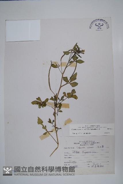 向天黃藏品圖，第1張