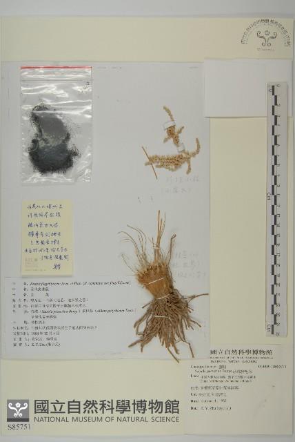 珍珠豬毛菜藏品圖，第1張