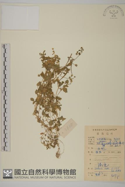 繁縷藏品圖，第1張