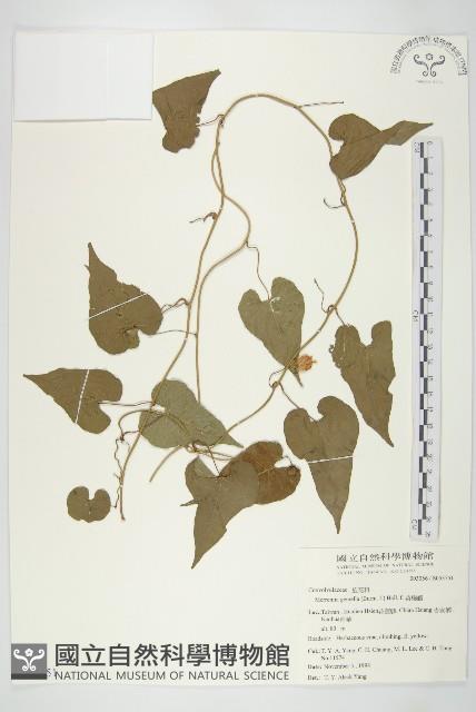 菜欒藤藏品圖，第1張