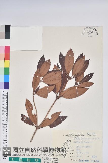 西施花、青紫木藏品圖，第1張