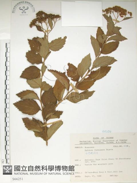 臺灣繡線菊藏品圖，第1張