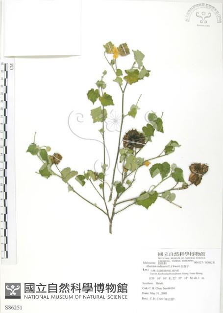 冬葵子藏品圖，第1張