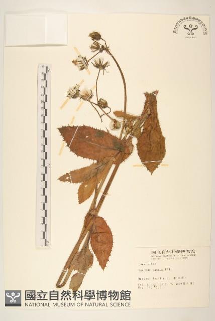 鬼苦苣菜藏品圖，第1張