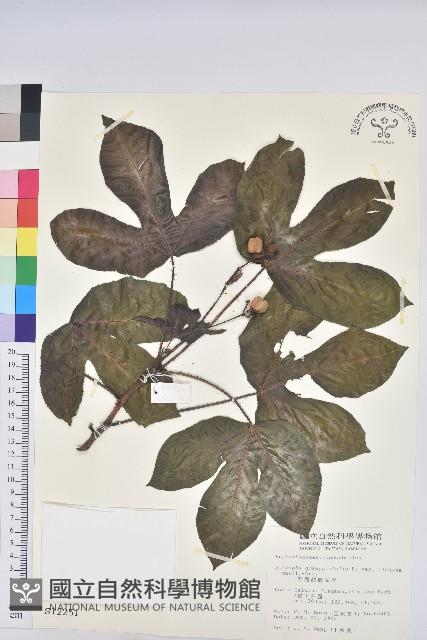 野烈顏痲瘋樹藏品圖，第1張