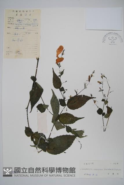 曲枝假藍藏品圖，第1張