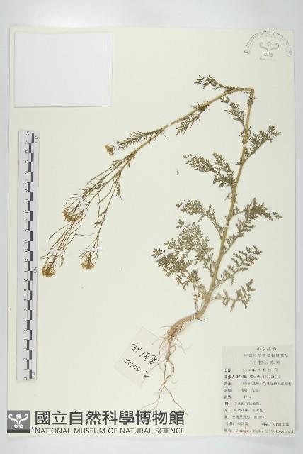 播娘蒿藏品圖，第1張