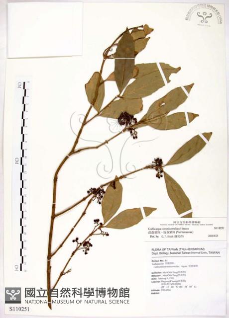 疏齒紫珠、恆春紫珠藏品圖，第1張