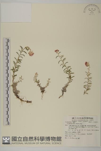 香青藏品圖，第1張