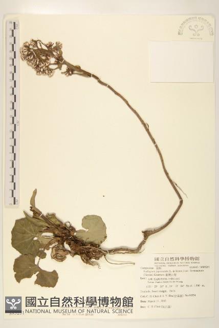 臺灣款冬藏品圖，第1張
