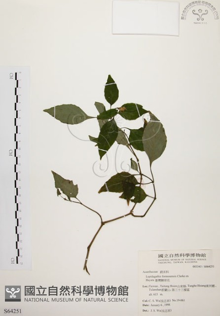 臺灣鱗球花藏品圖，第1張