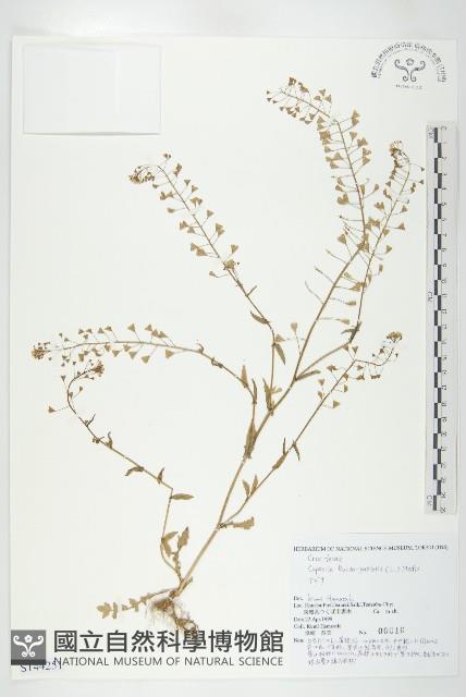 薺藏品圖，第1張