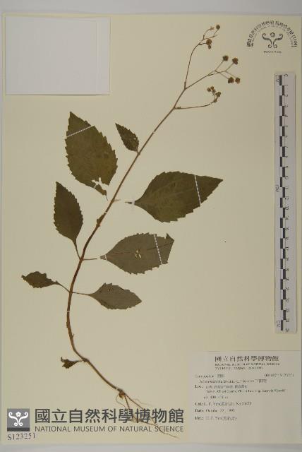 下田菊藏品圖，第1張