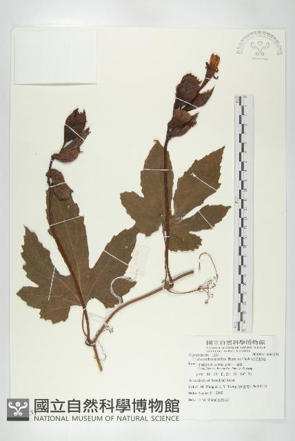 紅花括樓藏品圖，第1張