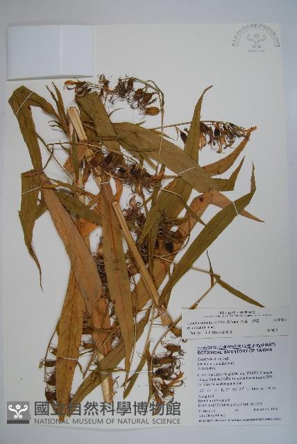 大本山梗菜藏品圖，第1張