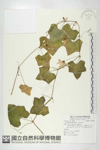 紅瓜藏品圖，第1張