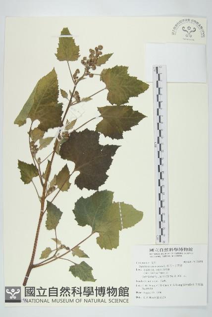 蒼耳、羊帶來藏品圖，第1張